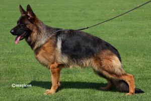 Excellent young female ,sg1,for sale