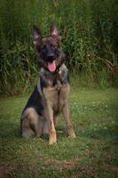 Sable female very good bloodlines