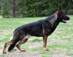 IGP3 titled dark sable stud dog