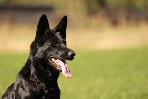19 months old working line female