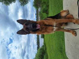 Imported Black and Red Female - 3 years old