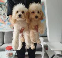 Miniature poodle puppies
