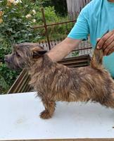 Cairn terrier puppies