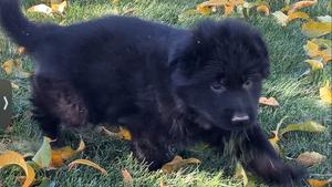 Solid Black Long Coat Puppies