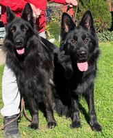 Top black long hair PREGNANT