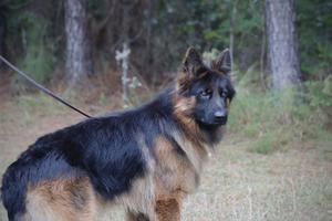 Mongrif Legacy son for sale