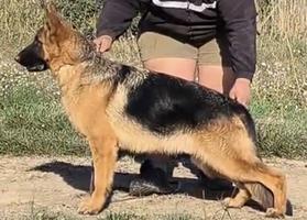 Top son of VASUR PRIMO MIO GRANDE