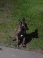 Belgian Shepherd Malinois puppies