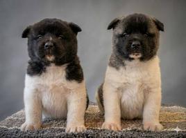 American Akita TOP puppies