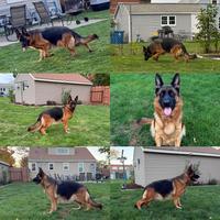 VA3 Uvo dell'Alto Ofanto Daughter