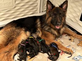 WGSL LC SABLE Females