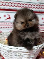Pomeranian Spitz, female puppies