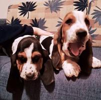 Basset hound puppies