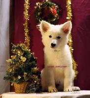 YADIEL JAMILSTAR Z LITTER TÜRKIZ BOY