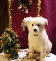 YADIEL JAMILSTAR - BLUE BOY Z LITTER