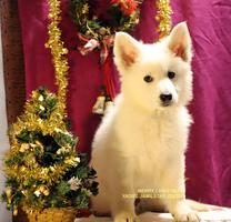 YADIEL JAMILSTAR -BLACK BOY -