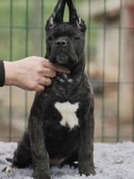 Cane Corso puppies for sale