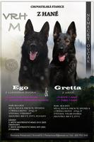 GSD puppies from the Czech Republic