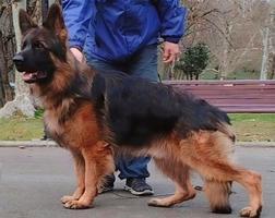 Top long hair male son from SG4 BSZS