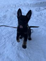 Puppy’s available super pedigree