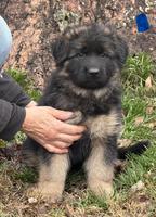 Beautiful black and red puppies