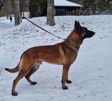 Belgian Malinois male for sale