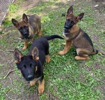 Czech x WSGL MALE puppies in Illinois