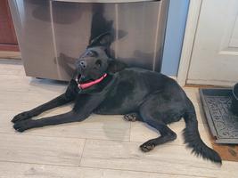 Solid black DDR German Shepherd Female
