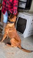 Malinois male