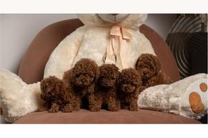 Red dwarf and toy poodles