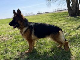 Adult Female for sale