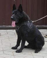 Solid DDR 1 year old male available