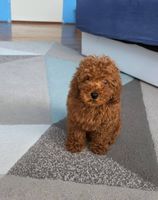Red Toy Poodle puppies