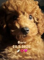 Red TOY POODLES, top litter of champion origin