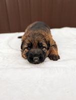 V1 Jason Vom Naisshof Puppies