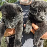 Black male GSD puppies