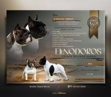 TOP-QUALITY FRENCH BULLDOGS – reservations in prog
