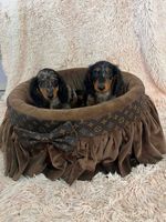 Long-haired merle-colored dwarf dachshunds