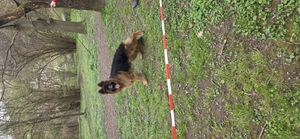 Longhair German shepherd