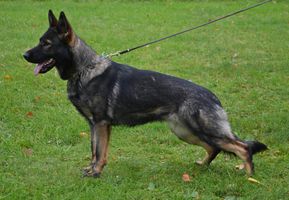 Dark sable female!