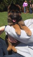 German Shepherd Puppies Wisconsin Breeder