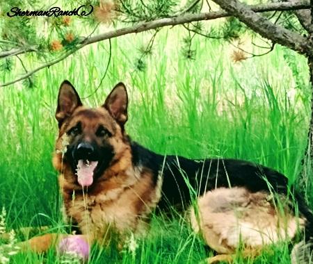 Young German Shepherd Male for sale