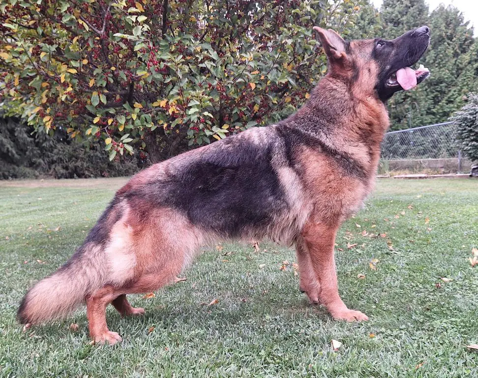 3yr old AKC Black & Red Female