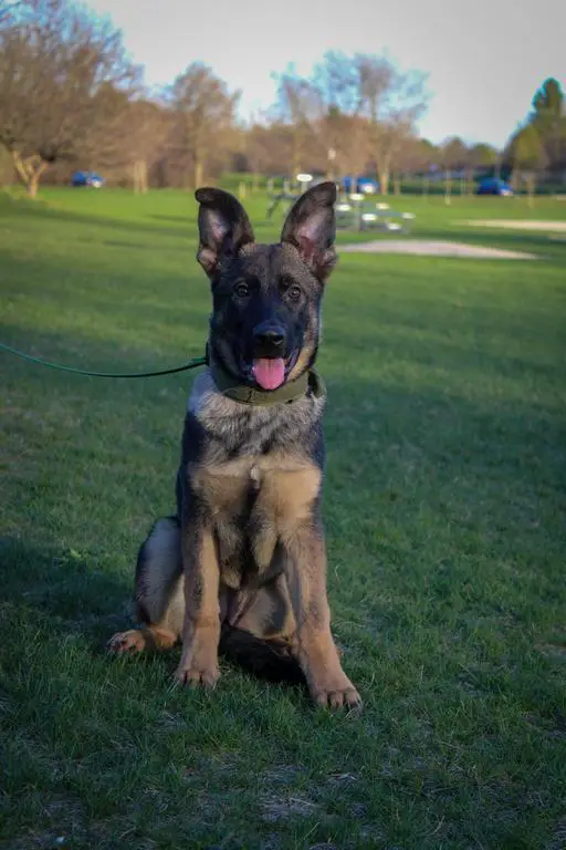 Female Available