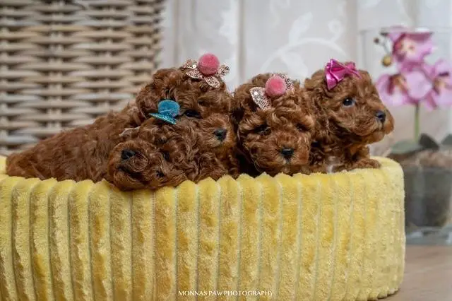 Red dwarf and toy poodles