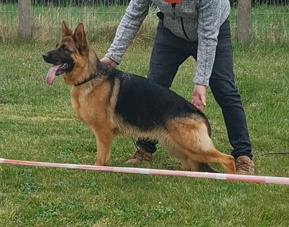 Lasso vom Grafenbrunn daughter