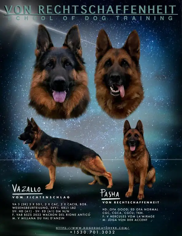 ** New Up Coming Litter **