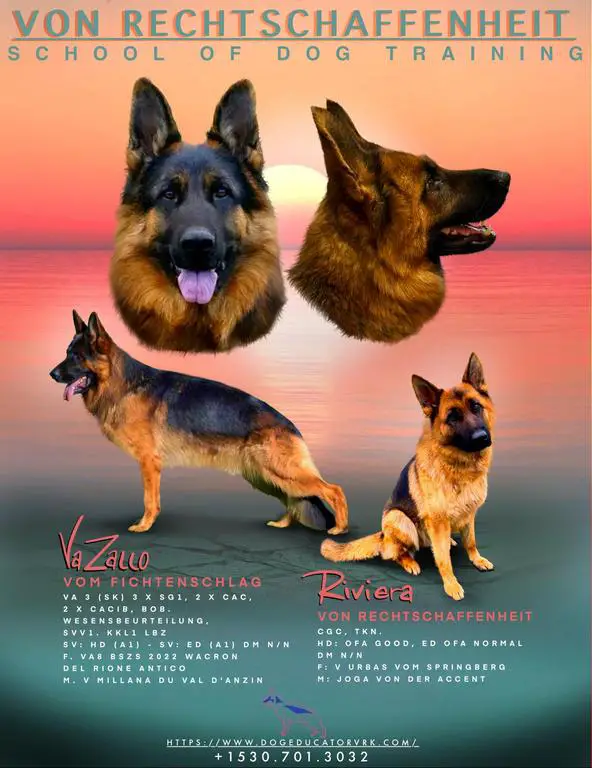*** New Up Coming Litter ***