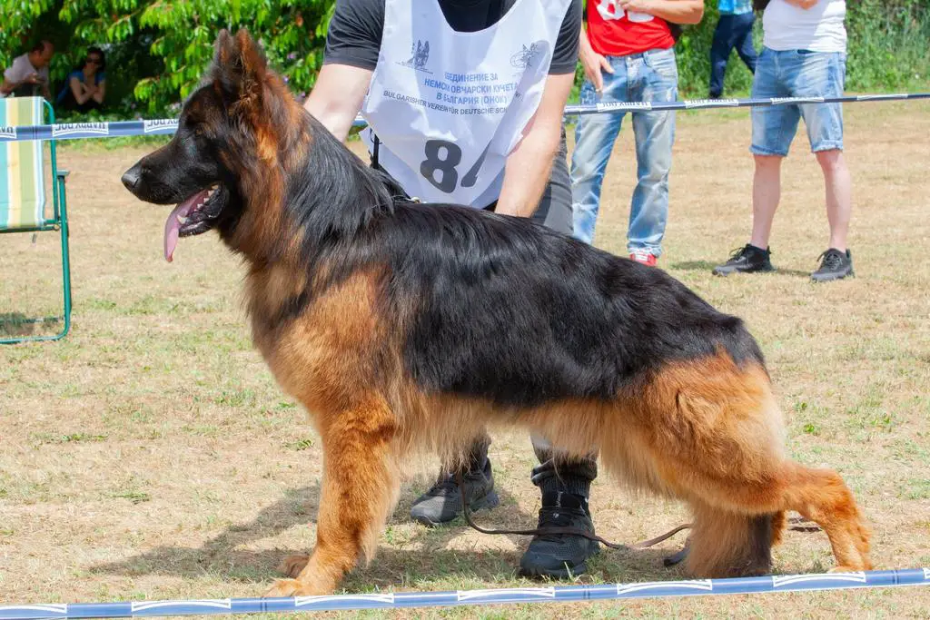 Bulgaria Champion for 2022 ( long coat male )