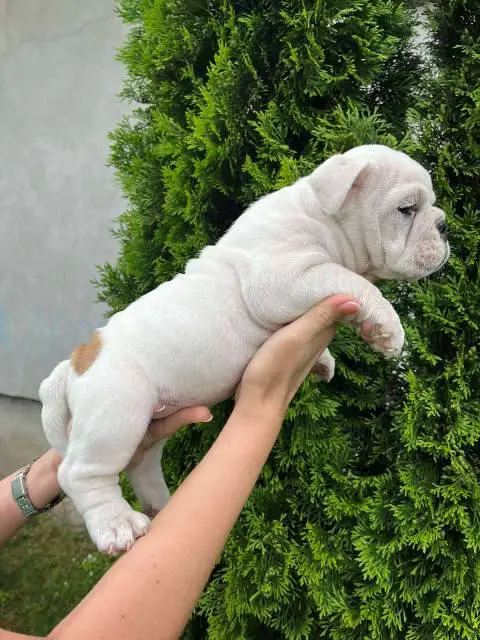 English bulldog, female puppy